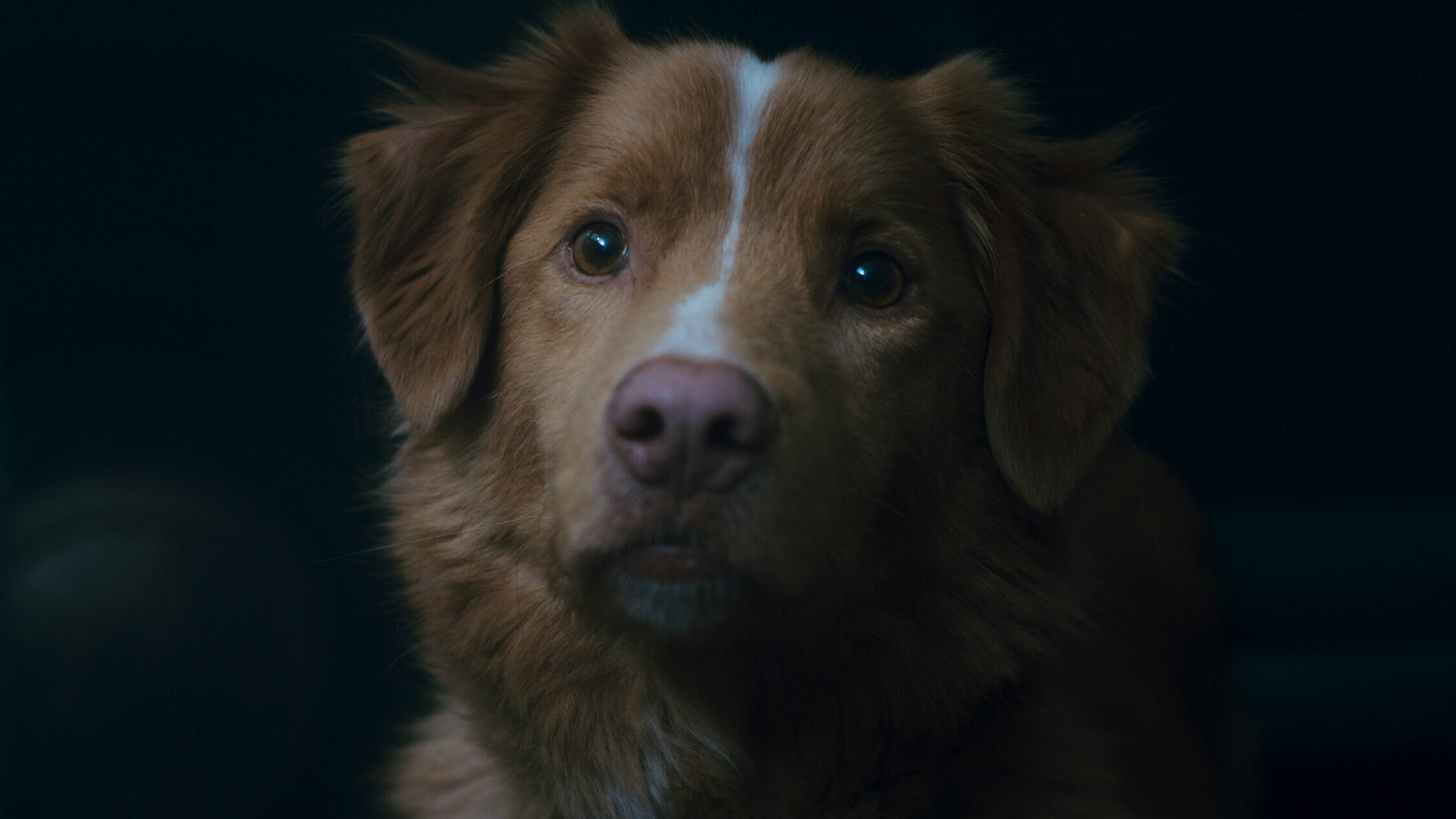 Fotograma de 'Good Boy'